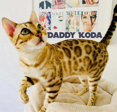 Koda